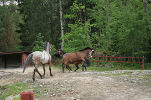 img_0907.jpg